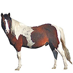 Chincoteague Pony